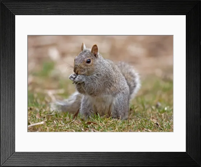 Framed Print : Eastern Gray Squirrel - feeding - CT, USA Framed Print : Eastern Gray Squirrel - feeding - CT, USA