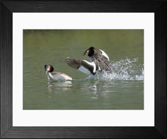 Framed Print : Great Crested Grebe - two males fighting using their wings and bills as a threat - March - Norfolk - UK Framed Print : Great Crested Grebe - two males fighting using their wings and bills as a threat - March - Norfolk - UK