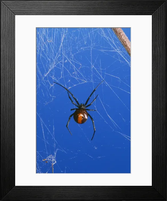 Framed Print : Redback Spider - female, very poisonous. Australia Fam: Theridiidae Framed Print : Redback Spider - female, very poisonous. Australia Fam: Theridiidae
