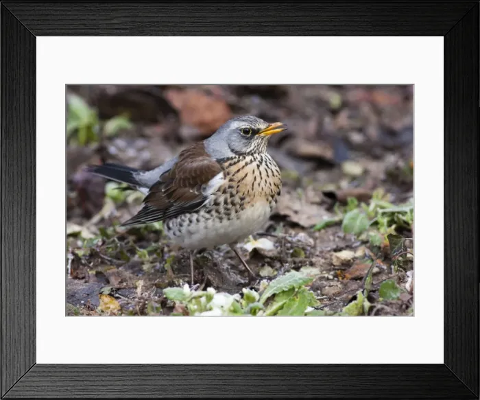 Framed Print : Fieldfare - single adult perching on ground. Wiltshire, England, UK Framed Print : Fieldfare - single adult perching on ground. Wiltshire, England, UK