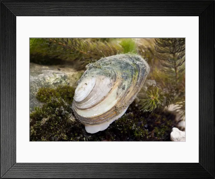 Framed Print : Swan Mussel - showing foot emerging from shell. England, UK Framed Print : Swan Mussel - showing foot emerging from shell. England, UK