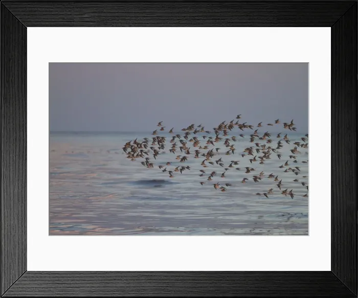 Framed Print : Knot - A flock of knot flying low over the sea. Norfolk, UK Framed Print : Knot - A flock of knot flying low over the sea. Norfolk, UK