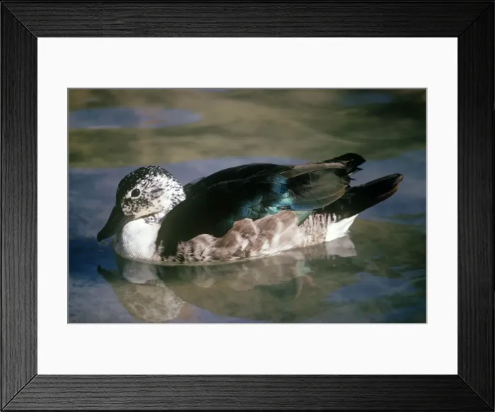 Framed Print : South American Comb Duck - female on water Framed Print : South American Comb Duck - female on water