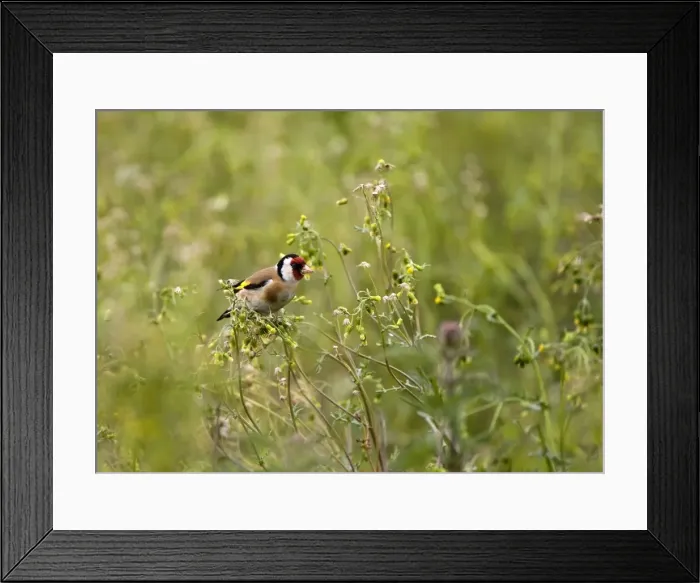 Framed Print : Goldfinch - feeding on Groundsel in uncultivated field - May - Breckland - Noroflk - UK Framed Print : Goldfinch - feeding on Groundsel in uncultivated field - May - Breckland - Noroflk - UK
