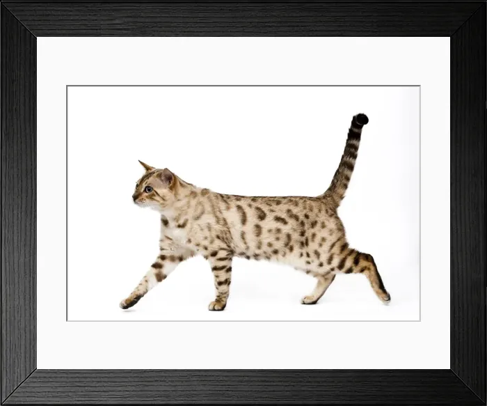 Framed Print : Cat - 1 year old Bengal Seal Mink Snow Framed Print : Cat - 1 year old Bengal Seal Mink Snow