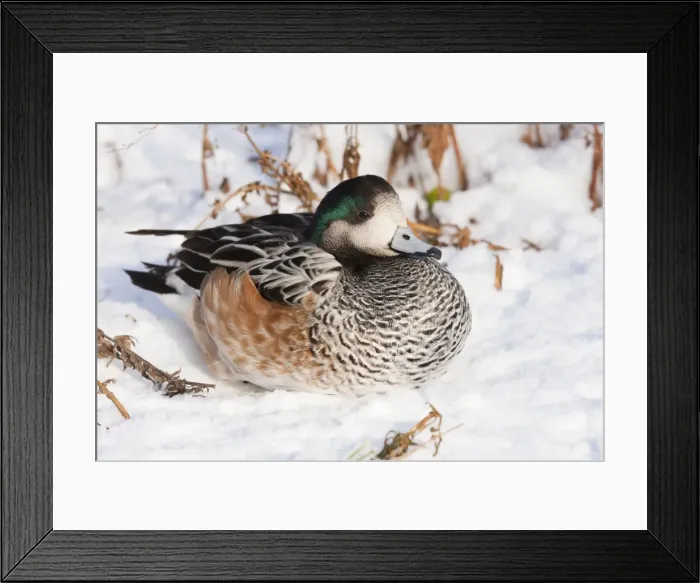 Framed Print : American Wigeon - Single adult drake resting in the snow