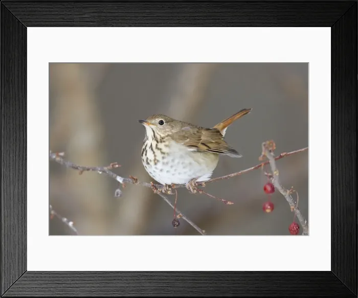 Framed Print : Hermit Thrush - winter on crab apple. Hamden, Connecticut Framed Print : Hermit Thrush - winter on crab apple. Hamden, Connecticut