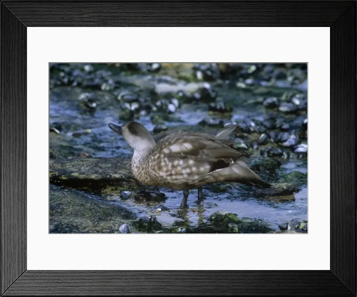 Framed Print : Crested Duck - foraging in shallow pools - Falkland Islands Framed Print : Crested Duck - foraging in shallow pools - Falkland Islands