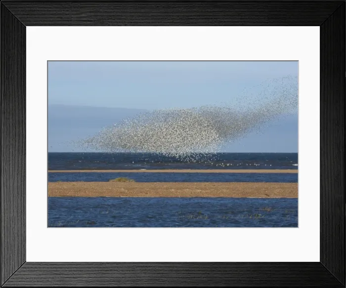 Framed Print : Knot - Large flock swirling over sand bars - September - North Norfolk - UK Framed Print : Knot - Large flock swirling over sand bars - September - North Norfolk - UK
