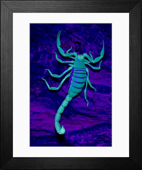 Framed Print : Desert Hairy / Giant Hairy Scorpion - Under UV light - Arizona - USA Framed Print : Desert Hairy / Giant Hairy Scorpion - Under UV light - Arizona - USA