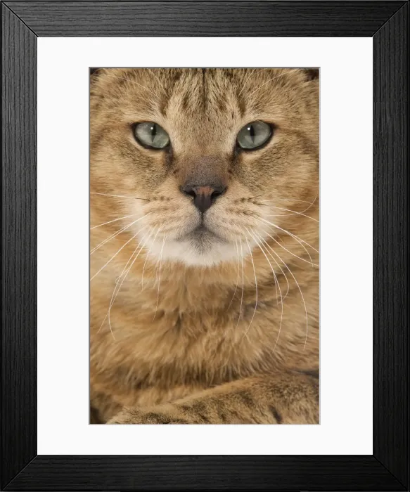 Framed Print : Cat - Chausie Brown Spotted Tabby: Jungle Cat (Felis chaus) crossed with domestic cat - close up of face Framed Print : Cat - Chausie Brown Spotted Tabby: Jungle Cat (Felis chaus) crossed with domestic cat - close up of face