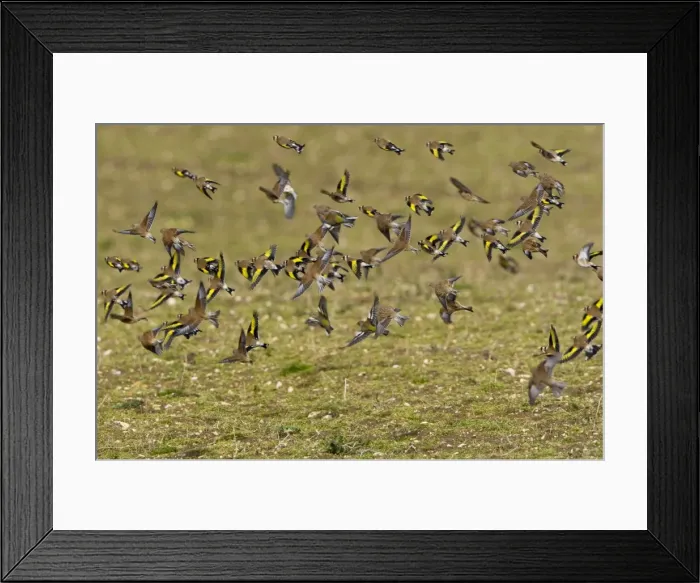 Framed Print : Goldfinch - flying in small flock - showing yellow wing bars with a few Linnet's over uncultivated field - March - Breckland - Norfolk - UK Framed Print : Goldfinch - flying in small flock - showing yellow wing bars with a few Linnet's over uncultivated field - March - Breckland - Norfolk - UK