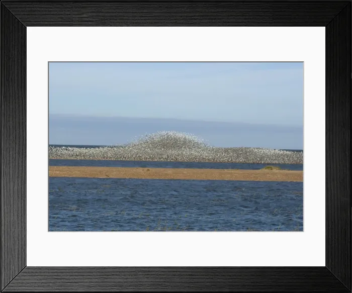 Framed Print : Knot - Large flock flying and swirling to avoid predator - September - North Norfolk - UK Framed Print : Knot - Large flock flying and swirling to avoid predator - September - North Norfolk - UK