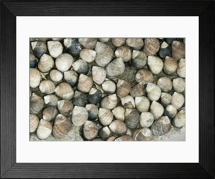 Framed Print : Common Periwinkle