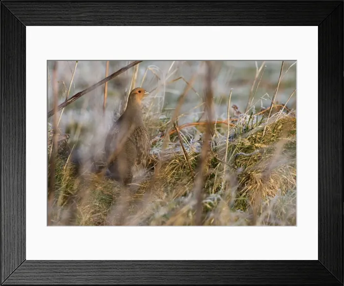 Framed Print : Grey Partridge - male standing in cover with frost grassland, February. Gooderstone, Norfolk, U. K Framed Print : Grey Partridge - male standing in cover with frost grassland, February. Gooderstone, Norfolk, U. K