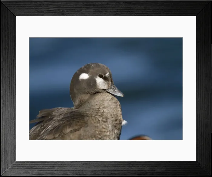Framed Print : Harlequin Duck - female in winter. Barnegat Light in New Jersey - USA