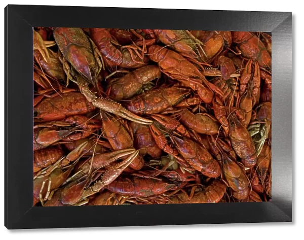 Louisiana Crayfish  /  Crawfish - Louisiana - Widely harvested for food - Native to North America but introduced elsewhere