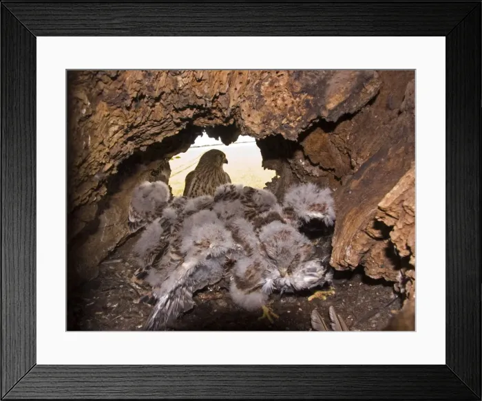 Framed Print : Kestrel - Female perched at nest hole with chicks in the foreground - July - Breckland - Norfolk - UK