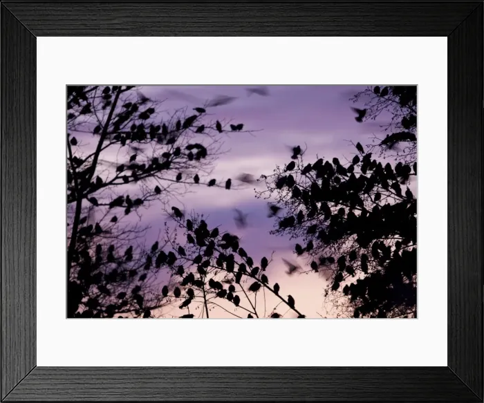 Framed Print : Starling - A large flock of starlings coming in to roost photographed with a long exposure. England, UK Framed Print : Starling - A large flock of starlings coming in to roost photographed with a long exposure. England, UK