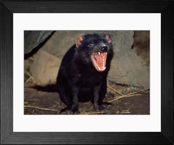 Framed Print : Tasmanian Devil - showing teeth - snarling in rage at adversary - Tasmania