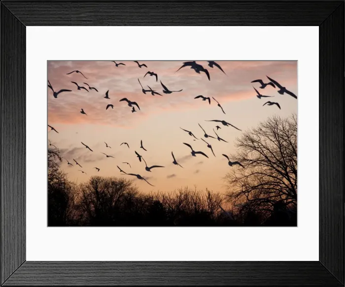 Framed Print : Black-headed Gull - flock of black headed gulls in flight at sundown - England, UK Framed Print : Black-headed Gull - flock of black headed gulls in flight at sundown - England, UK