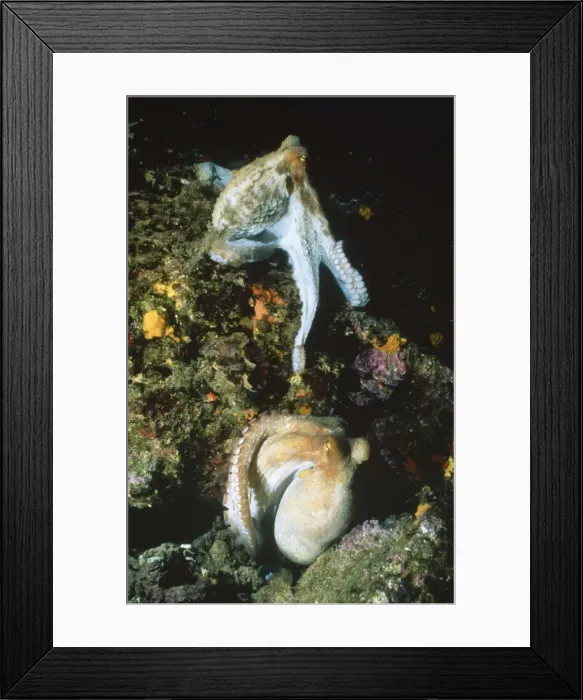 Framed Print : Octopus - pair mating / courting Mediterranean Framed Print : Octopus - pair mating / courting Mediterranean