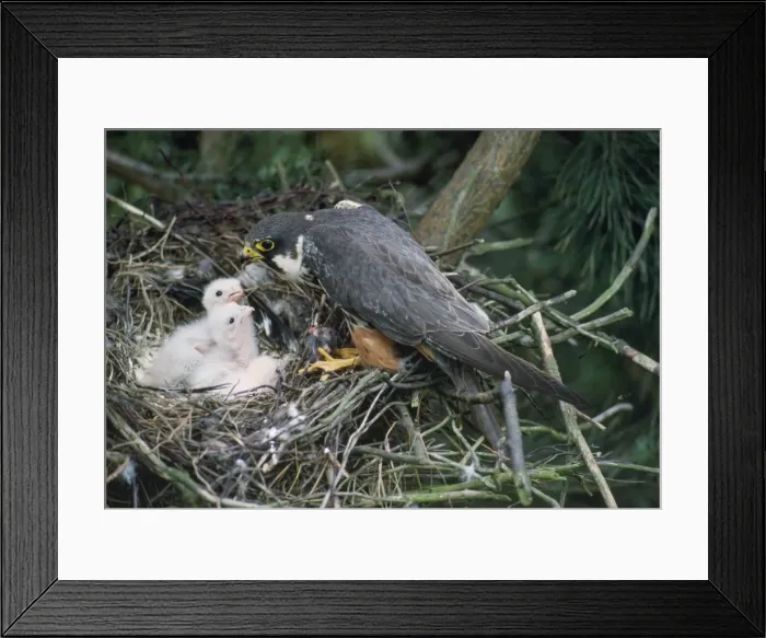 Framed Print : Hobby - at nest feeding young Framed Print : Hobby - at nest feeding young