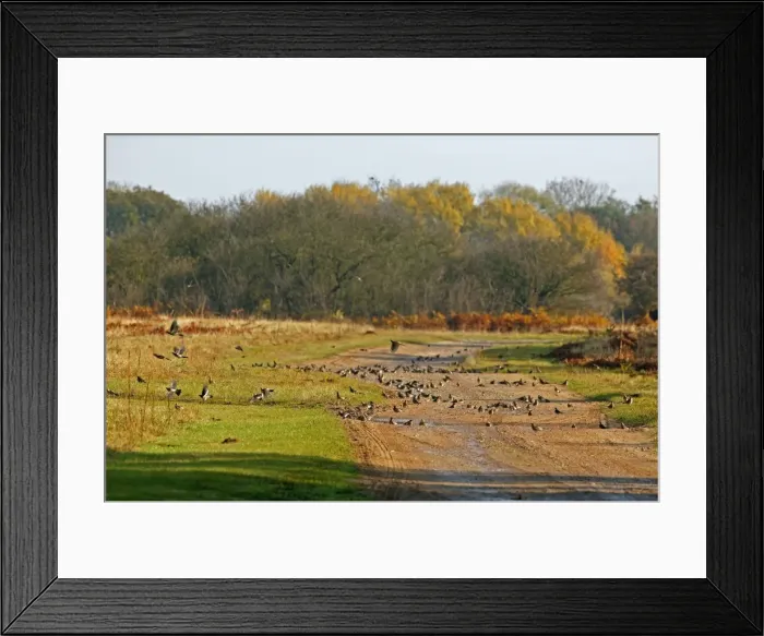 Framed Print : Fieldfare - on farm track drinkinging from puddles when first arrive, Breckland Norfolk UK October Breckland Norfolk Framed Print : Fieldfare - on farm track drinkinging from puddles when first arrive, Breckland Norfolk UK October Breckland Norfolk