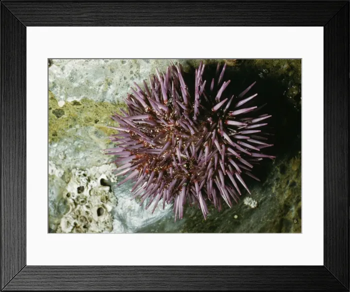Framed Print : Purple Sea Urchin KF 8672 USA. Strongylocentrotus purpuratus © Kenneth W. Fink / ARDEA LONDON Framed Print : Purple Sea Urchin KF 8672 USA. Strongylocentrotus purpuratus © Kenneth W. Fink / ARDEA LONDON
