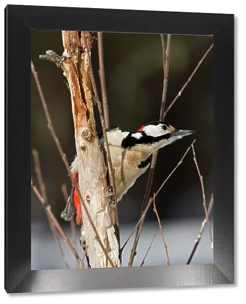 Great Spotted Woodpecker -male on a dead branch where it has been feeding - March - Finland