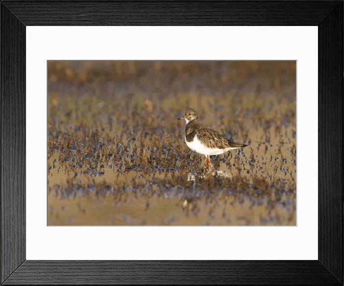 Framed Print : Turnstone - Single adult in winter plumage looking alert in marsh. Norfolk, UK Framed Print : Turnstone - Single adult in winter plumage looking alert in marsh. Norfolk, UK