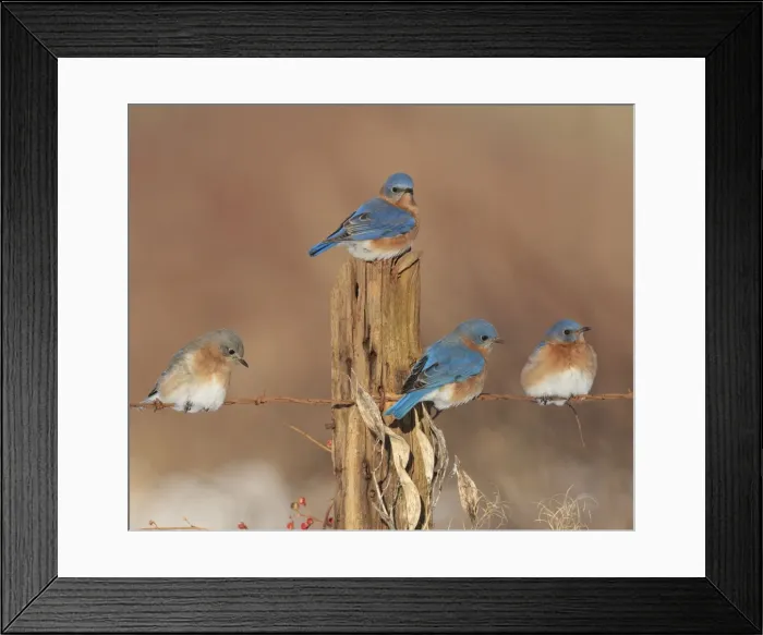 Framed Print : Eastern Bluebird - perched on barbed wire fencing in winter. Connecticut in January. USA Framed Print : Eastern Bluebird - perched on barbed wire fencing in winter. Connecticut in January. USA