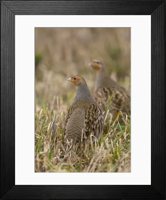 Framed Print : Grey Partridge - male and Female standing in late winter barley stubble, March. Narborough, Norfolk, U. K Framed Print : Grey Partridge - male and Female standing in late winter barley stubble, March. Narborough, Norfolk, U. K