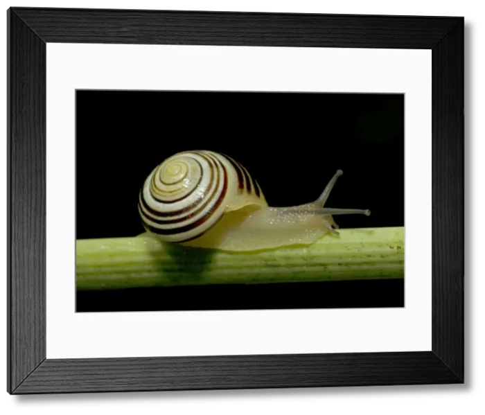 Framed Print : White-lipped Snail (Cepaea hortensis) - England - UK - Found in woods and hedgerows as well as gardens across Britain and Ireland - Feed day and night on grass and low vegetation Framed Print : White-lipped Snail (Cepaea hortensis) - England - UK - Found in woods and hedgerows as well as gardens across Britain and Ireland - Feed day and night on grass and low vegetation