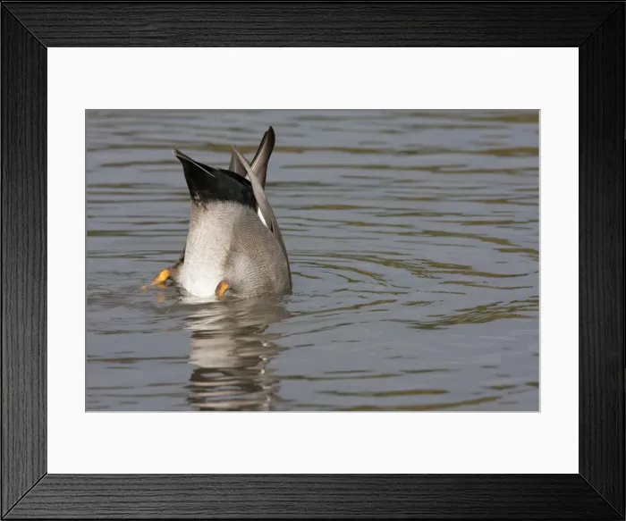Framed Print : Gadwall - upended male feeding. England, UK Framed Print : Gadwall - upended male feeding. England, UK