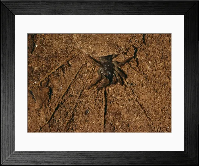 Framed Print : Trap-door Spider - in cave Malaysia Framed Print : Trap-door Spider - in cave Malaysia