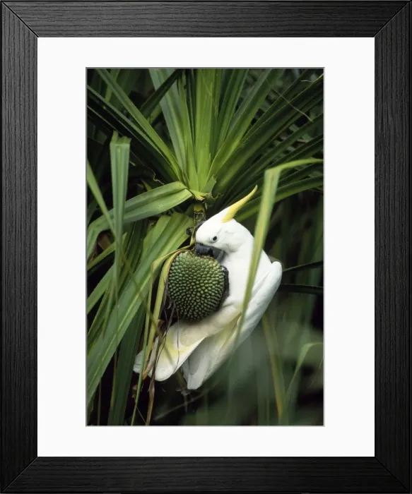 Framed Print : Sulphur-crested Cockatoo - feeding on River Pandanus nut (Pandanus aquaticus) - Jim Jim Creek Kakadu National Park - Northern Territory Australia Framed Print : Sulphur-crested Cockatoo - feeding on River Pandanus nut (Pandanus aquaticus) - Jim Jim Creek Kakadu National Park - Northern Territory Australia