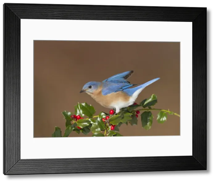 Framed Print : Eastern Bluebird male with holly berries in winter. Connecticut in Spring Framed Print : Eastern Bluebird male with holly berries in winter. Connecticut in Spring