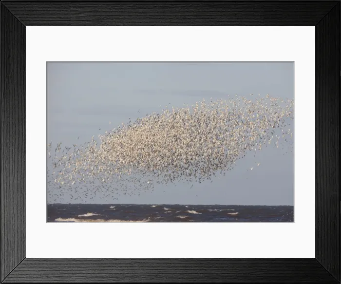 Framed Print : Knot - Mass flock along the tide edge showing some breeding plumage - August - North Norfolk UK Framed Print : Knot - Mass flock along the tide edge showing some breeding plumage - August - North Norfolk UK