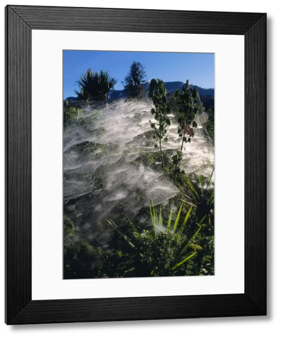 Framed Print : Communal Spiders Webs altitude 3000 m, Southern Highlands, Papua New Guinea Framed Print : Communal Spiders Webs altitude 3000 m, Southern Highlands, Papua New Guinea