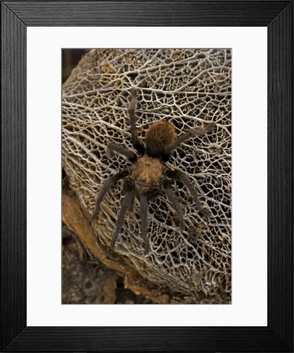 Framed Print : Desert Tarantula - Sonoran Desert- Arizona - USA - Venomous-urticating hairs on top of abdomen-nocturnal predators that rarely venture far from their burrows-overwinters in plugged burrows in relatively inactive state living off fat reserves Framed Print : Desert Tarantula - Sonoran Desert- Arizona - USA - Venomous-urticating hairs on top of abdomen-nocturnal predators that rarely venture far from their burrows-overwinters in plugged burrows in relatively inactive state living off fat reserves