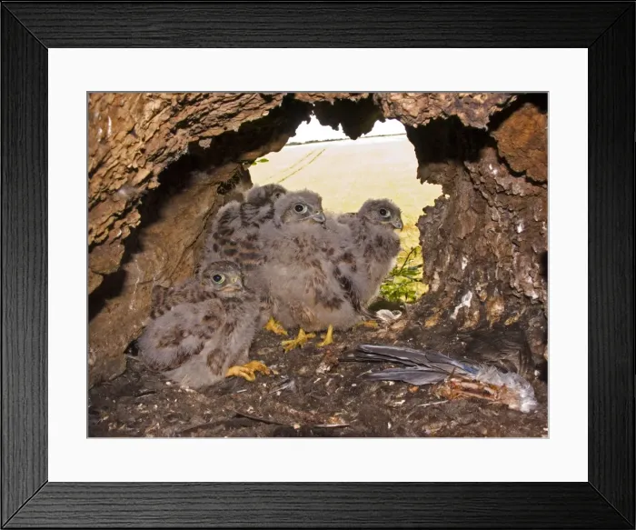 Framed Print : Kestrel - Chicks standing at nest hole entrance with birds wing in foreground - July - Breckland - Norfolk - UK Framed Print : Kestrel - Chicks standing at nest hole entrance with birds wing in foreground - July - Breckland - Norfolk - UK