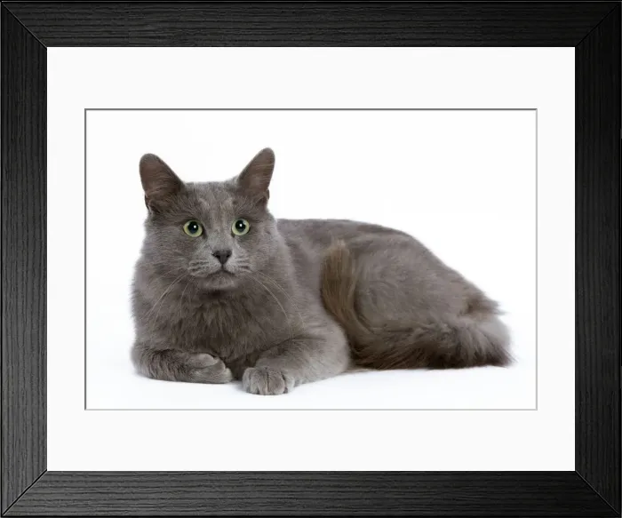 Framed Print : Cat - Nebelung - lying down Framed Print : Cat - Nebelung - lying down