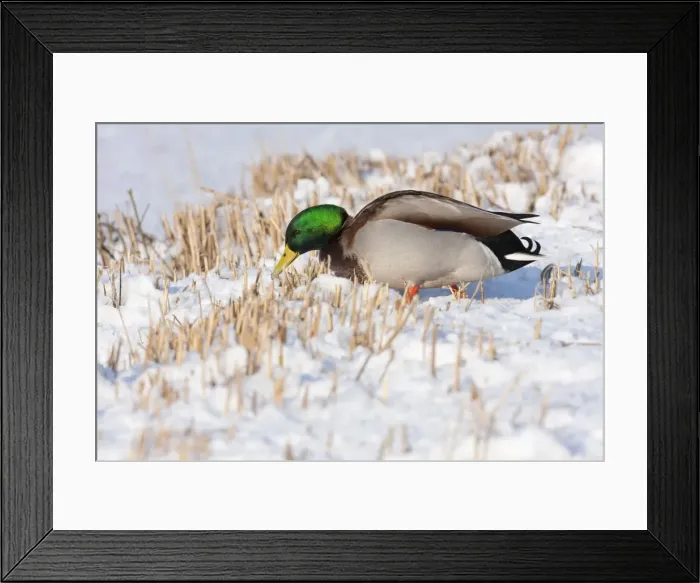Framed Print : Mallard - Single adult drake on trying to feed on snow covered lake edge. England, UK Framed Print : Mallard - Single adult drake on trying to feed on snow covered lake edge. England, UK
