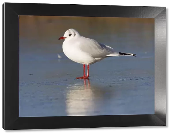 Black-headed Gull - Single adult bird in winter plumage standing on ice covered lake surface. England, UK