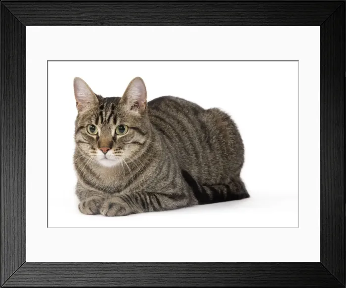 Framed Print : Cat - European Brown Tabby - lying down Framed Print : Cat - European Brown Tabby - lying down