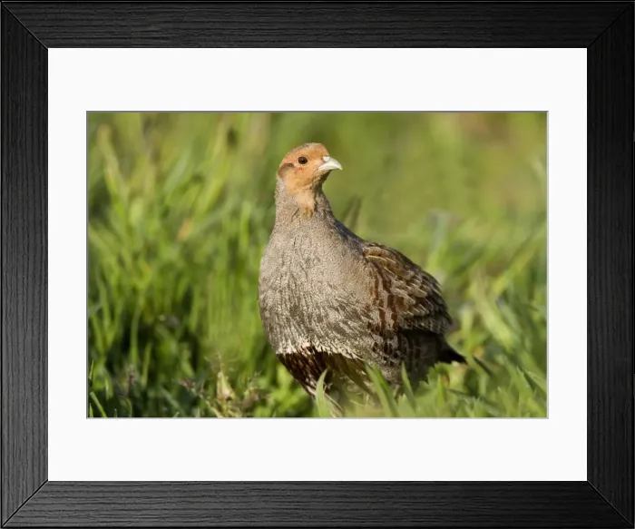 Framed Print : Grey Partridge - close up of male standing on rough grassland, May. Gooderstone, Norfolk, U. K Framed Print : Grey Partridge - close up of male standing on rough grassland, May. Gooderstone, Norfolk, U. K