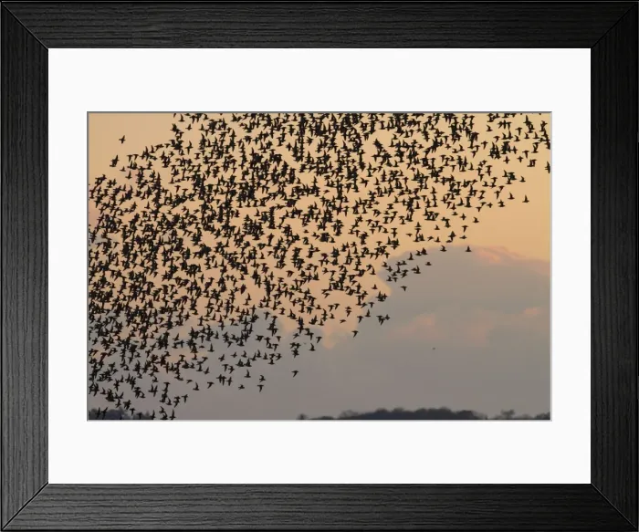 Framed Print : Knot - Thousands of birds leaving their roost and heading out to feed. Norfolk, UK
