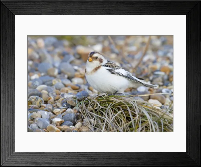 Framed Print : Snow Bunting - Single adult male perching on a tuft of grass growing among shingle. Norfolk, UK Framed Print : Snow Bunting - Single adult male perching on a tuft of grass growing among shingle. Norfolk, UK
