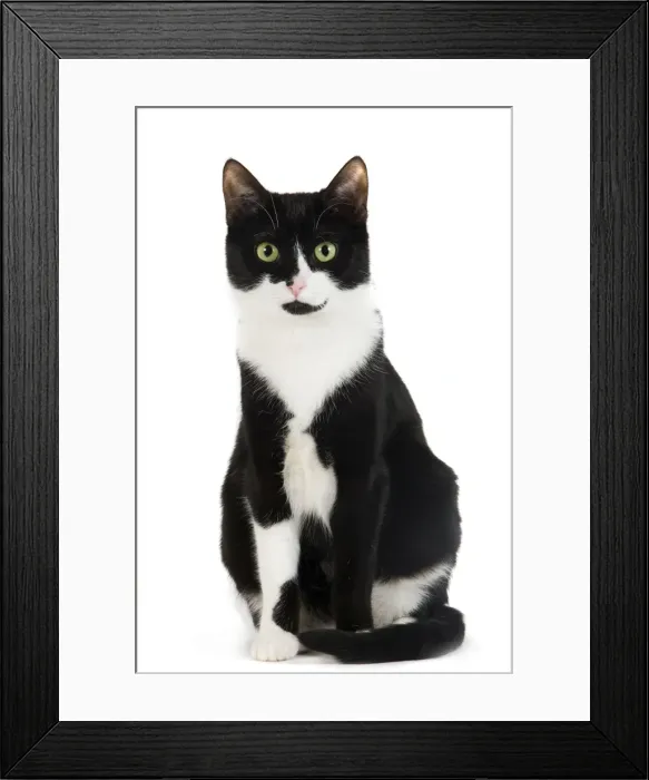 Framed Print : Cat - Black & White domestic Cat - sitting down Framed Print : Cat - Black & White domestic Cat - sitting down